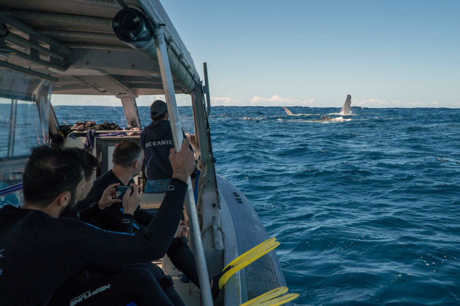 Swim with the Whales