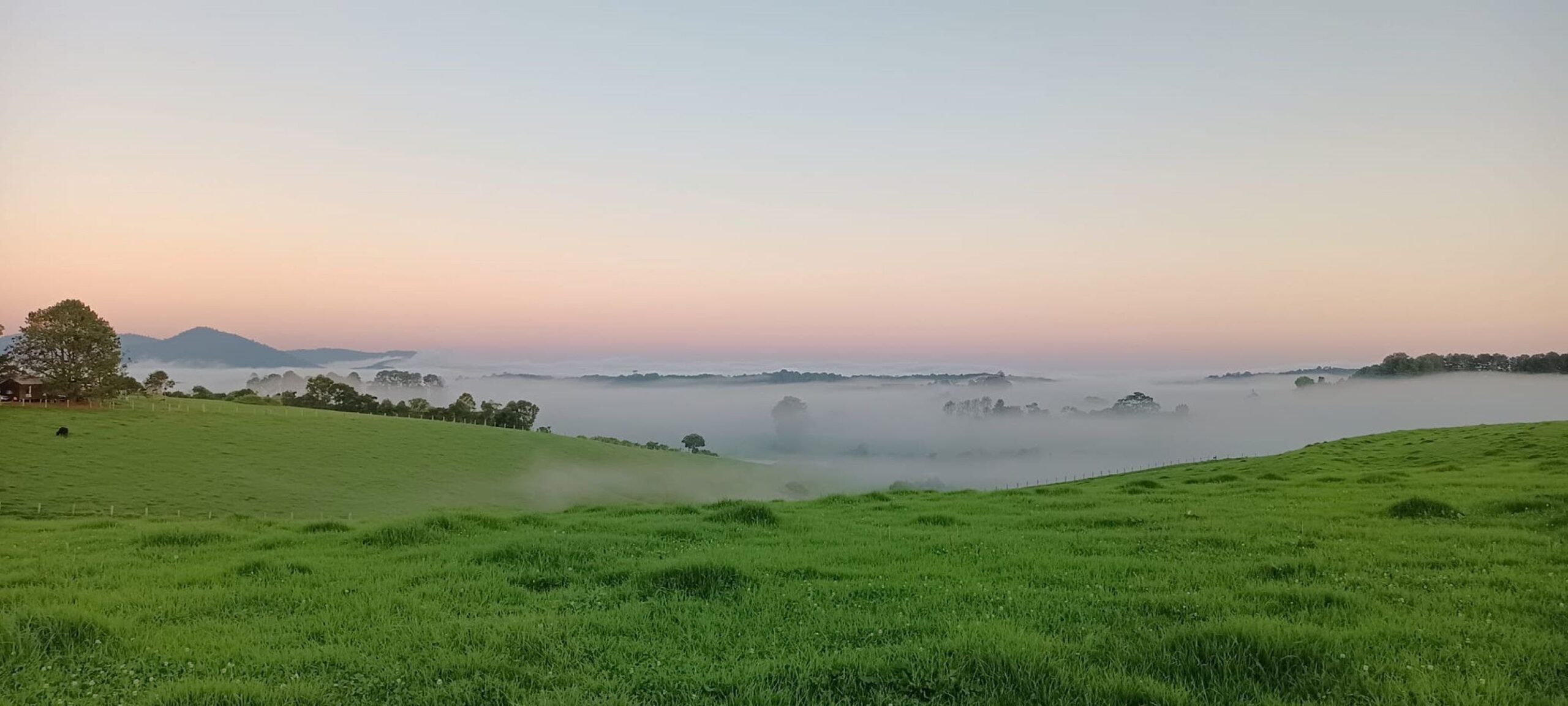 Dorrigo Fog