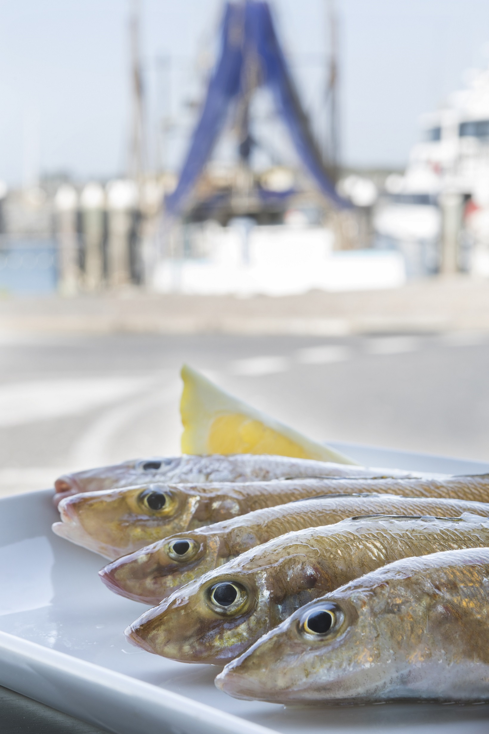 Fresh Fish From Fishermans Coop