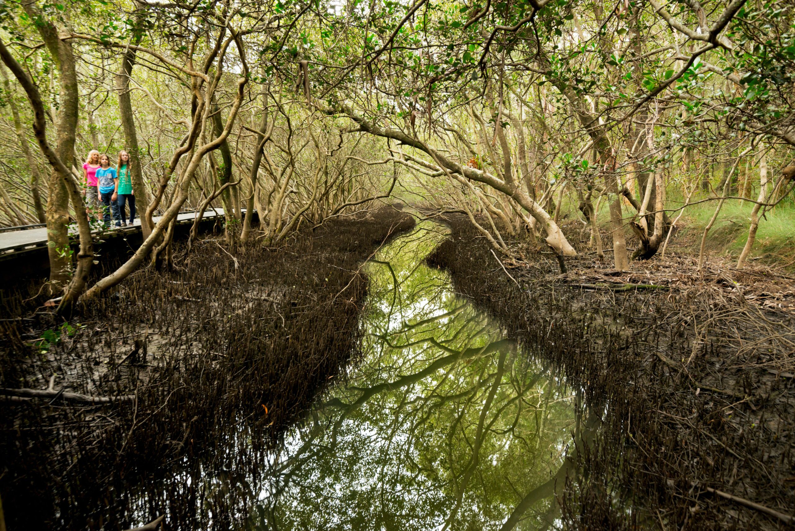 Coffs Creek and Harbour Loop