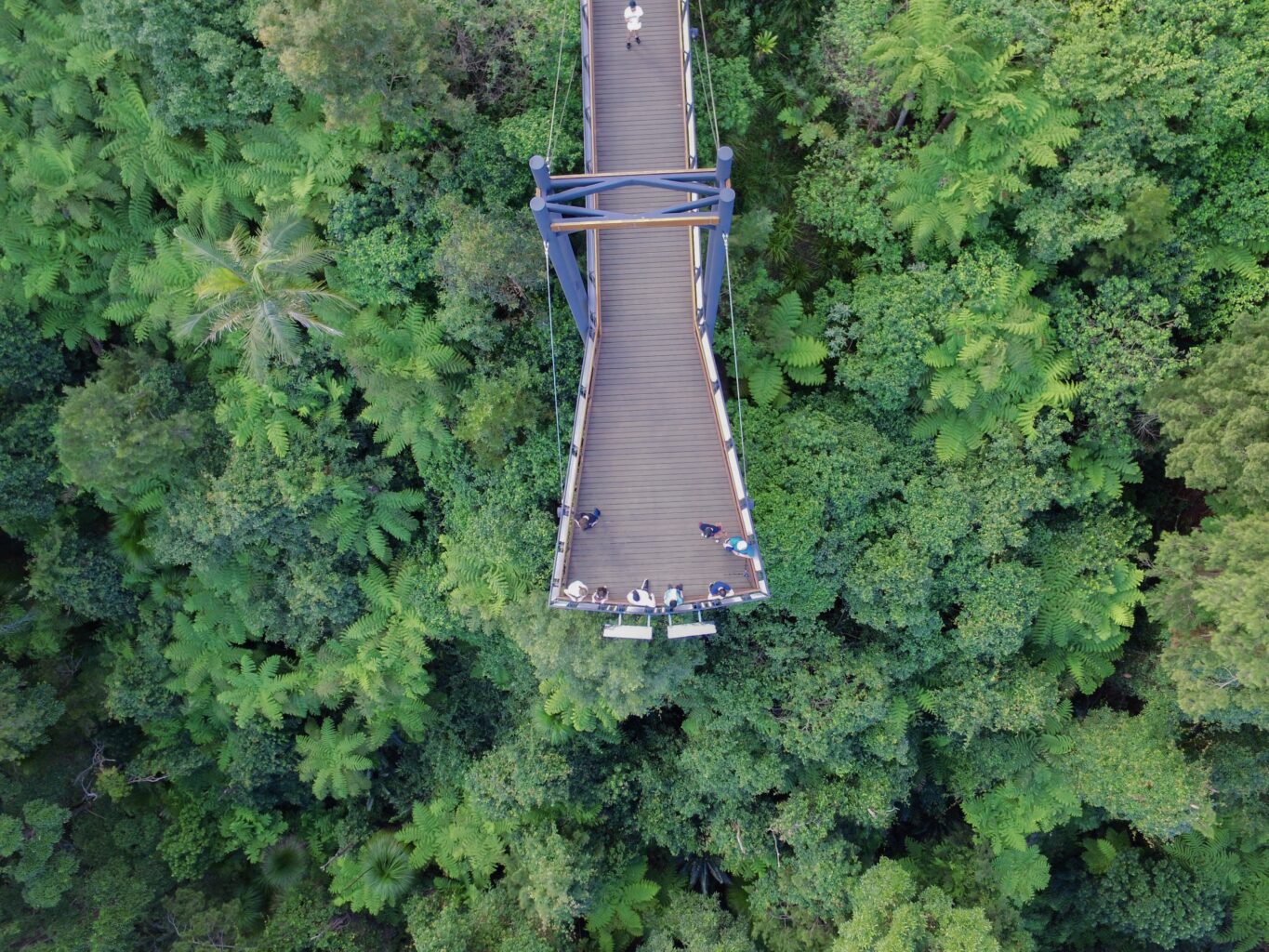 Forest Sky Pier Is Located In The Lush Orara East State Forest