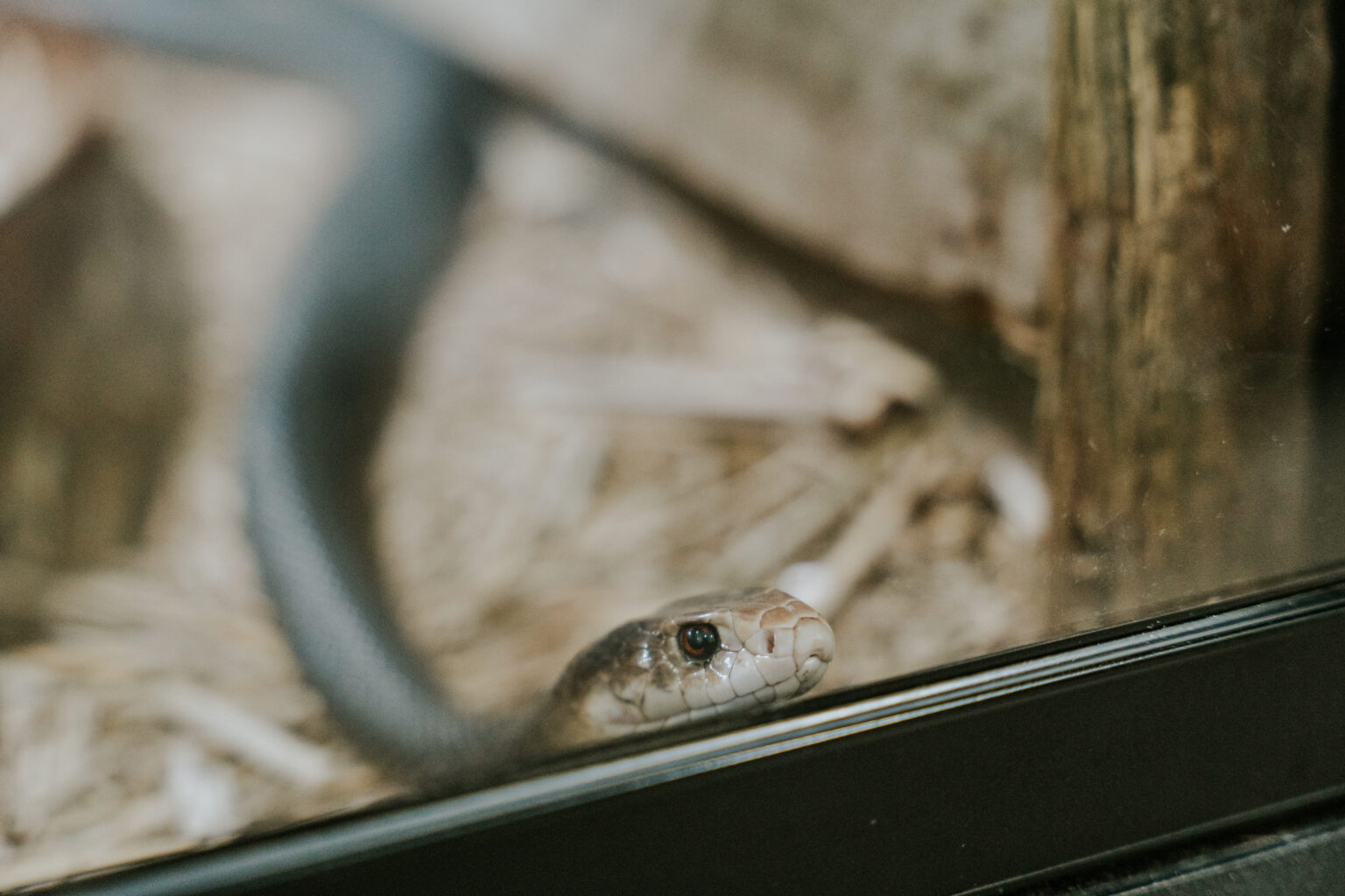 Get Eye To Eye With Reptiles At Steve McEwan's Reptile World