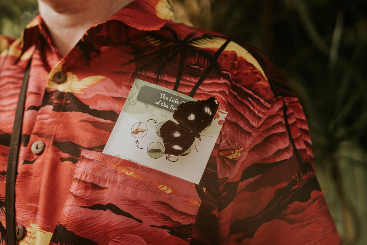 Stroll Amongst Hundreds Of Live Australian Butterflies At The Coffs Harbour Butterfly House