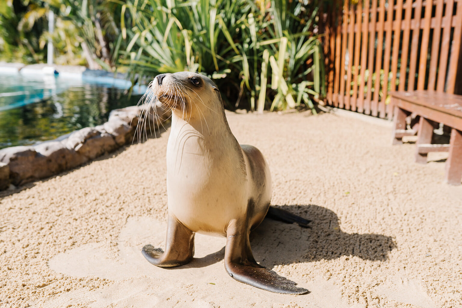 Ellie The Australian Sea Lion Is 29 Years Old