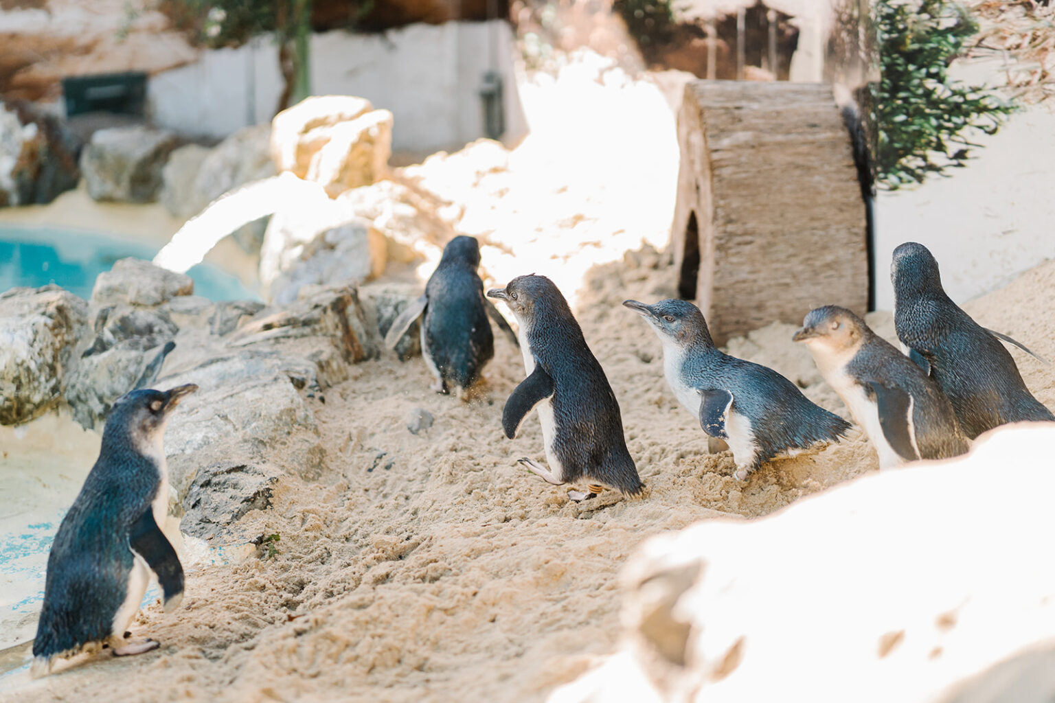 The Fairy Penguins Are Part Of A Breeding Program To Protect The Species