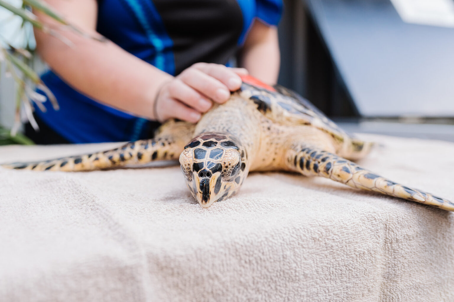 The Park's Turtle Rescue Plays A Vital Role In The Rehabilitation And Release Of Sick & Injured Sea Turtles
