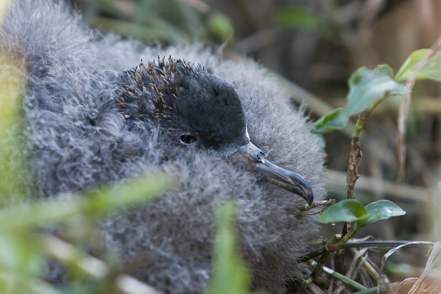 It Is Important To Stay On The Tracks As The Muttonbirds Nest In Fragile Underground Burrows