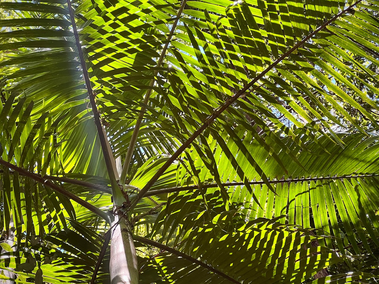 Ferns at Bruxner Flora Reserve