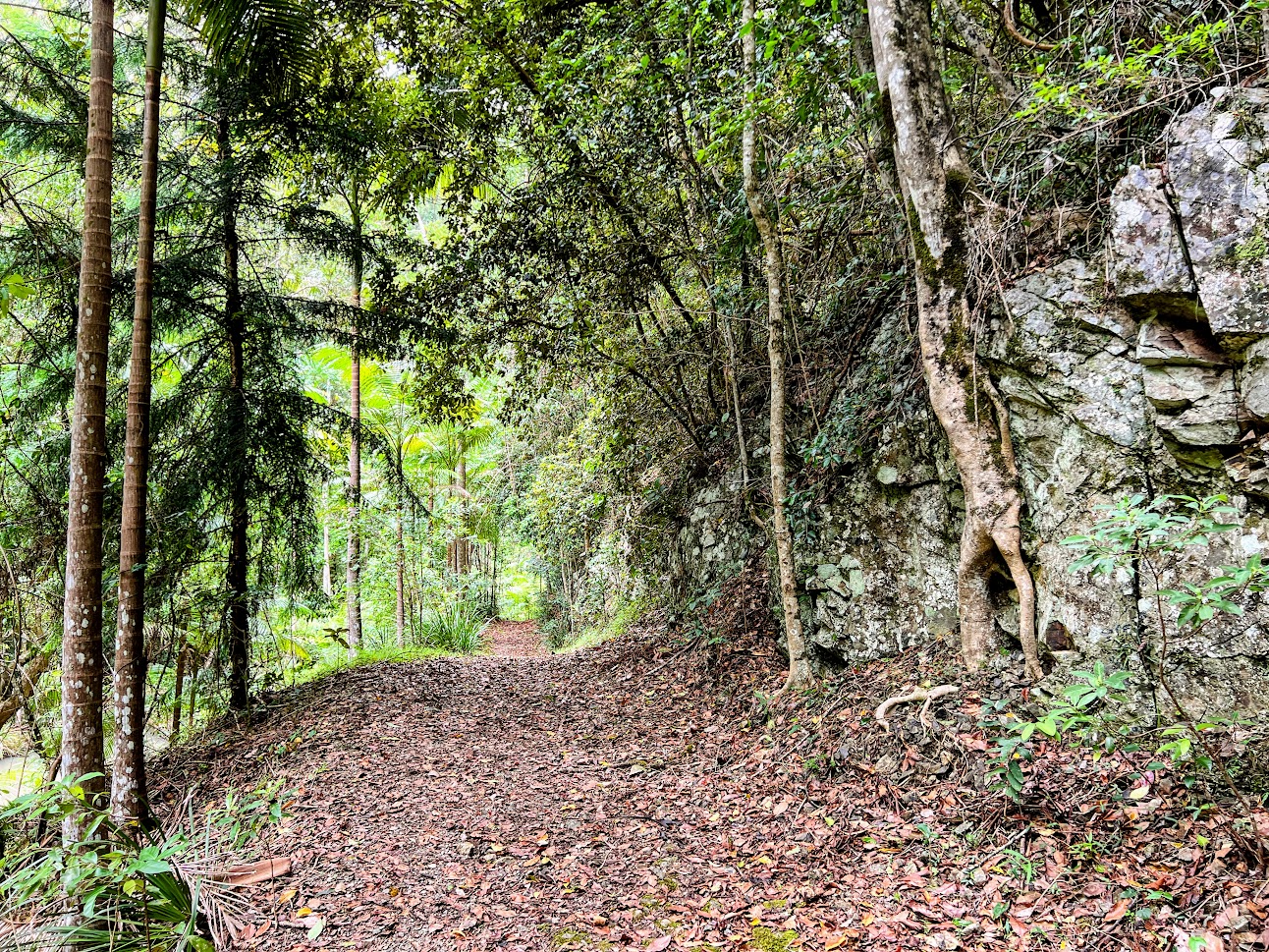 Trail to Woolgoolga Creek Falls