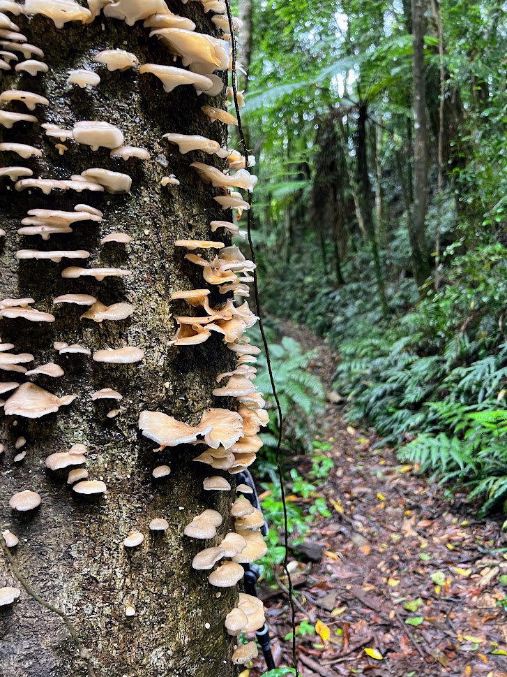 Lichen on trees Rosewood Walk