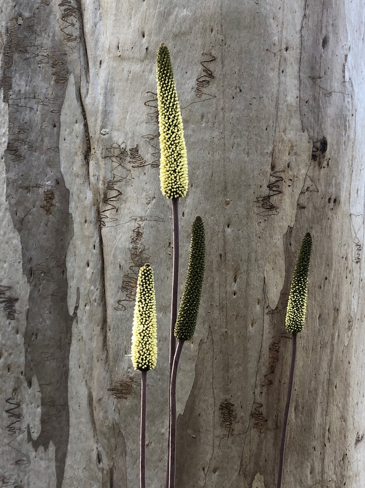 Scribbly Gum On Coffs Creek Walk