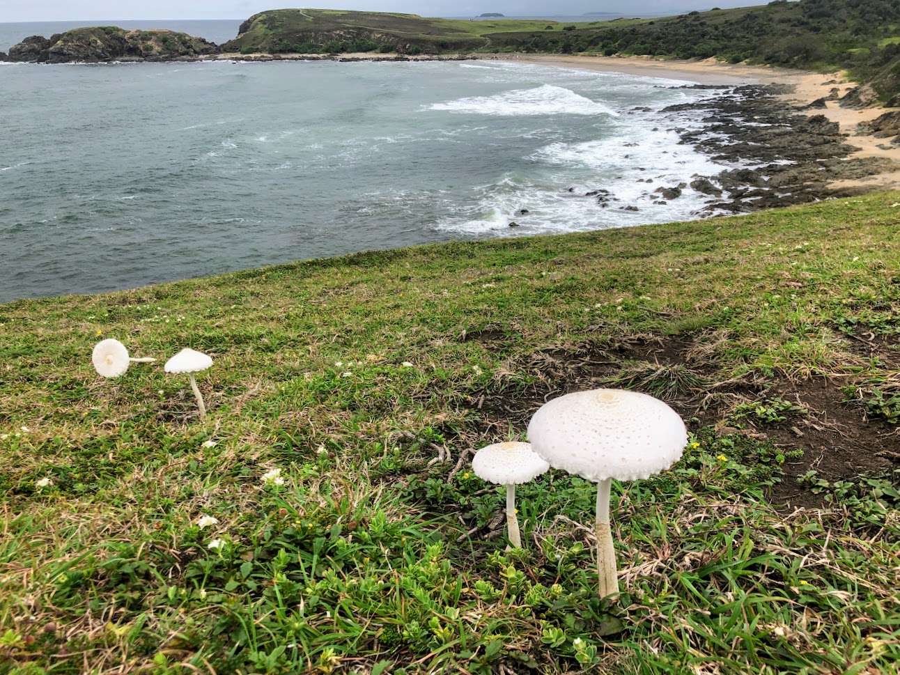 View of ocean from Look at me Now Headland
