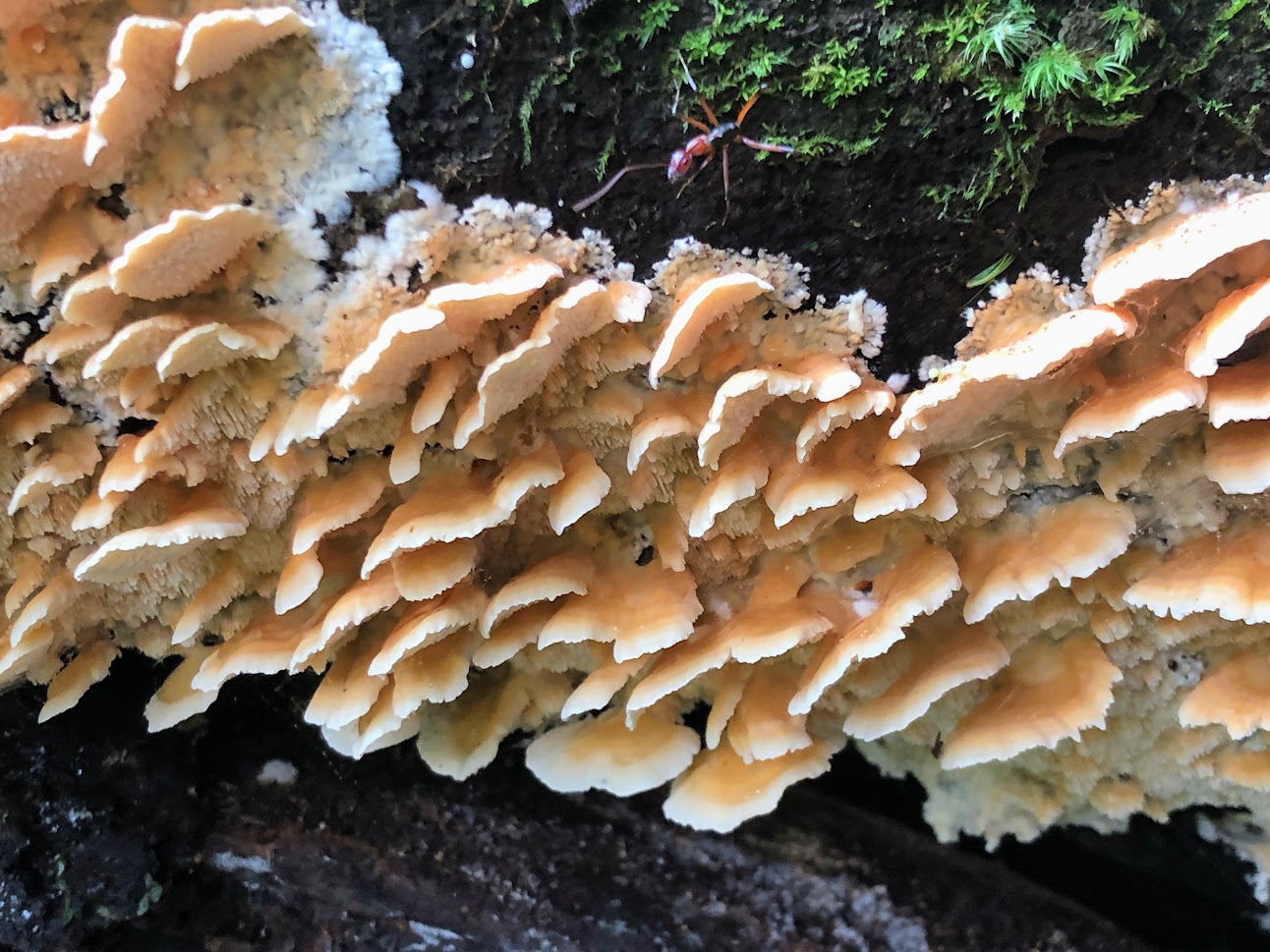 Lichen on logs Rosewood circuit