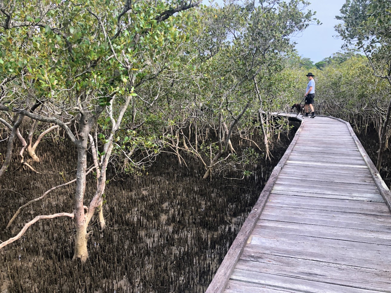 Boardwalk On Coffs Creek Walk