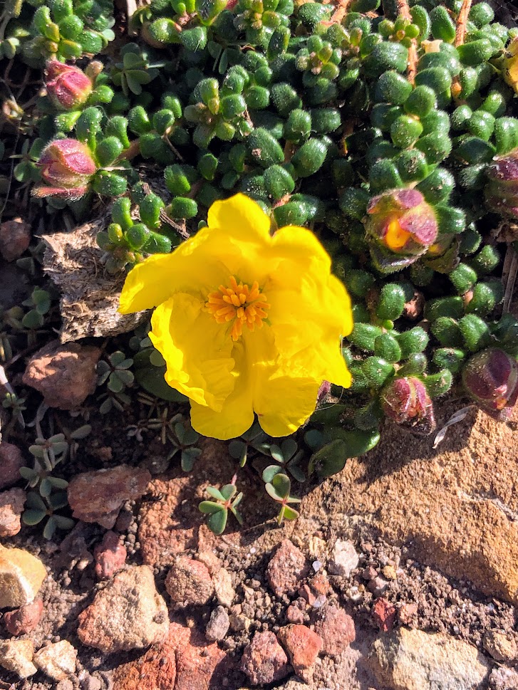 Yellow flower on Look at Me Now Headland
