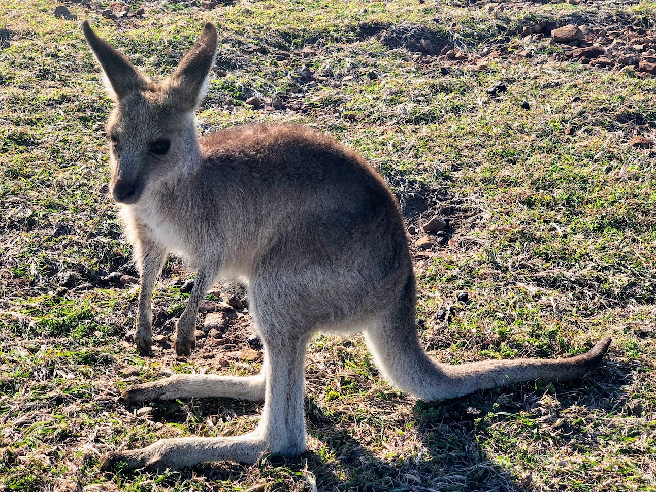 Wallaby on Look at Me Now Headland