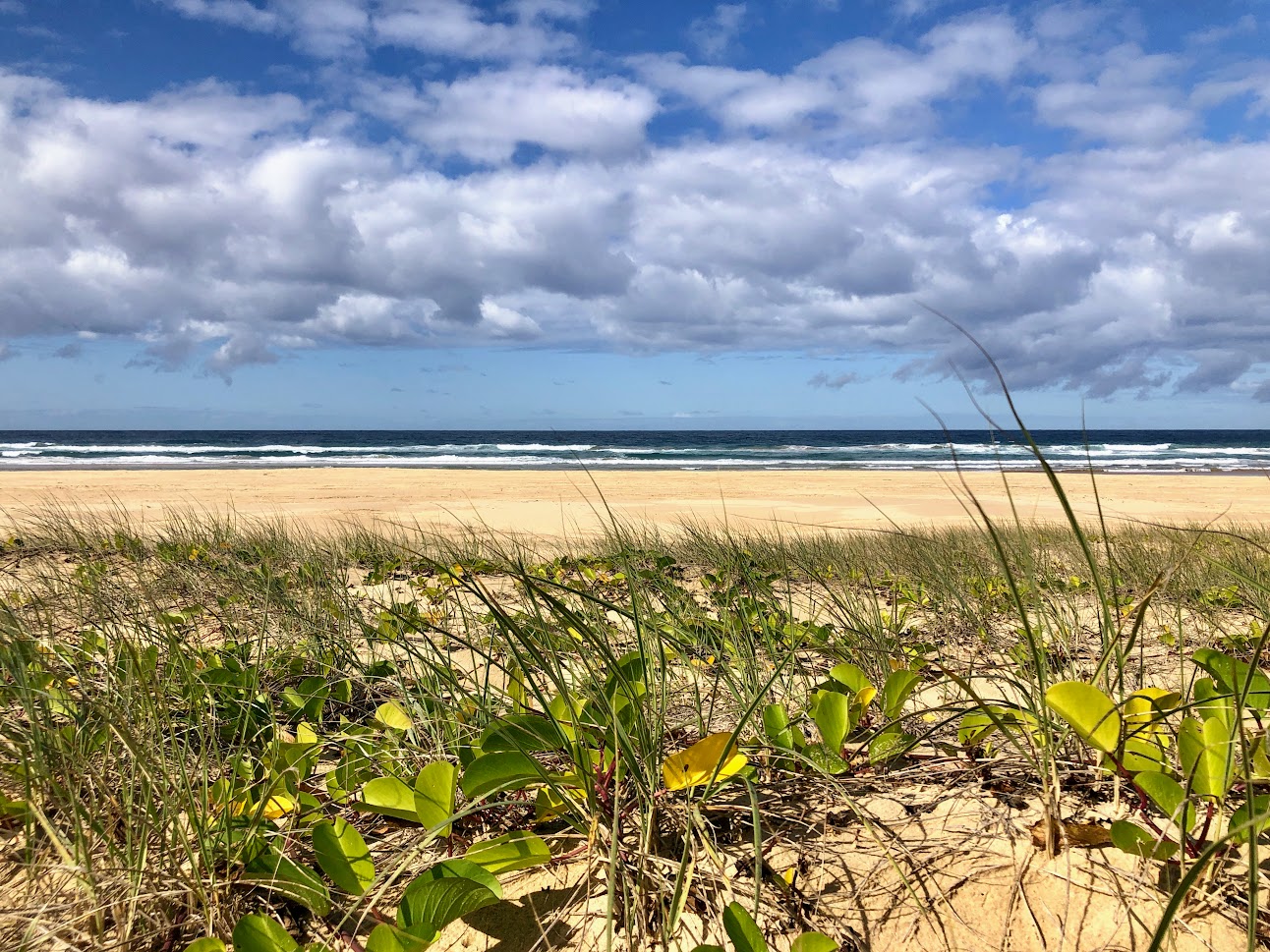 Looking through the spinifex to Boambee Beach