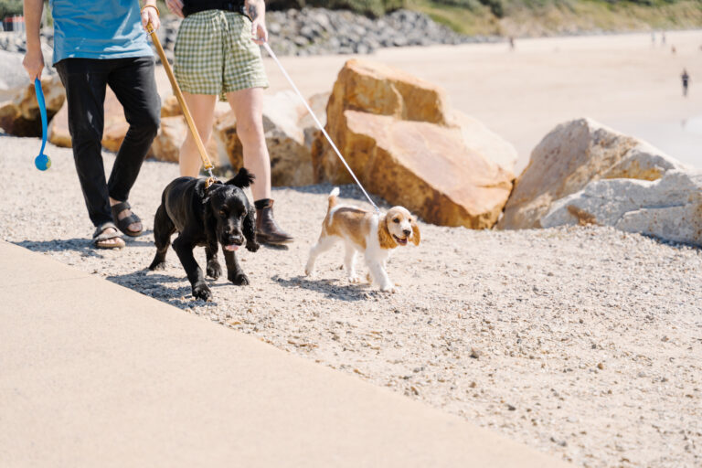 Dog Friendly Beach