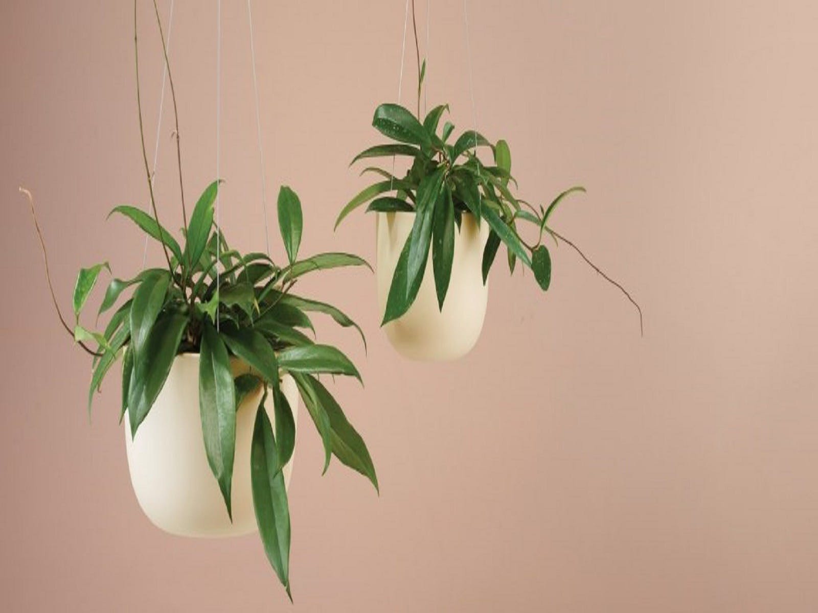 Hanging Plant - Homewares