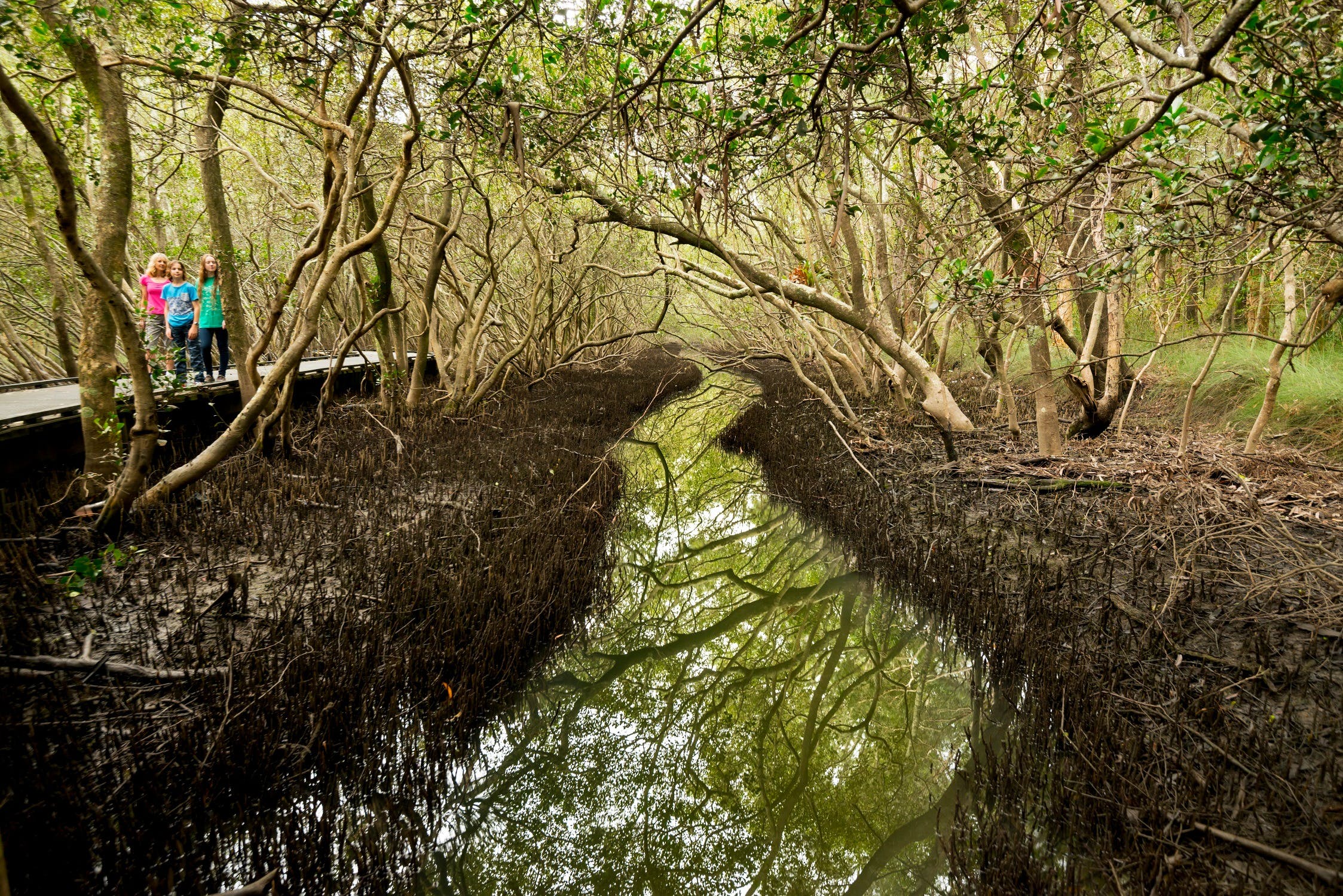 Coffs Creek Walk