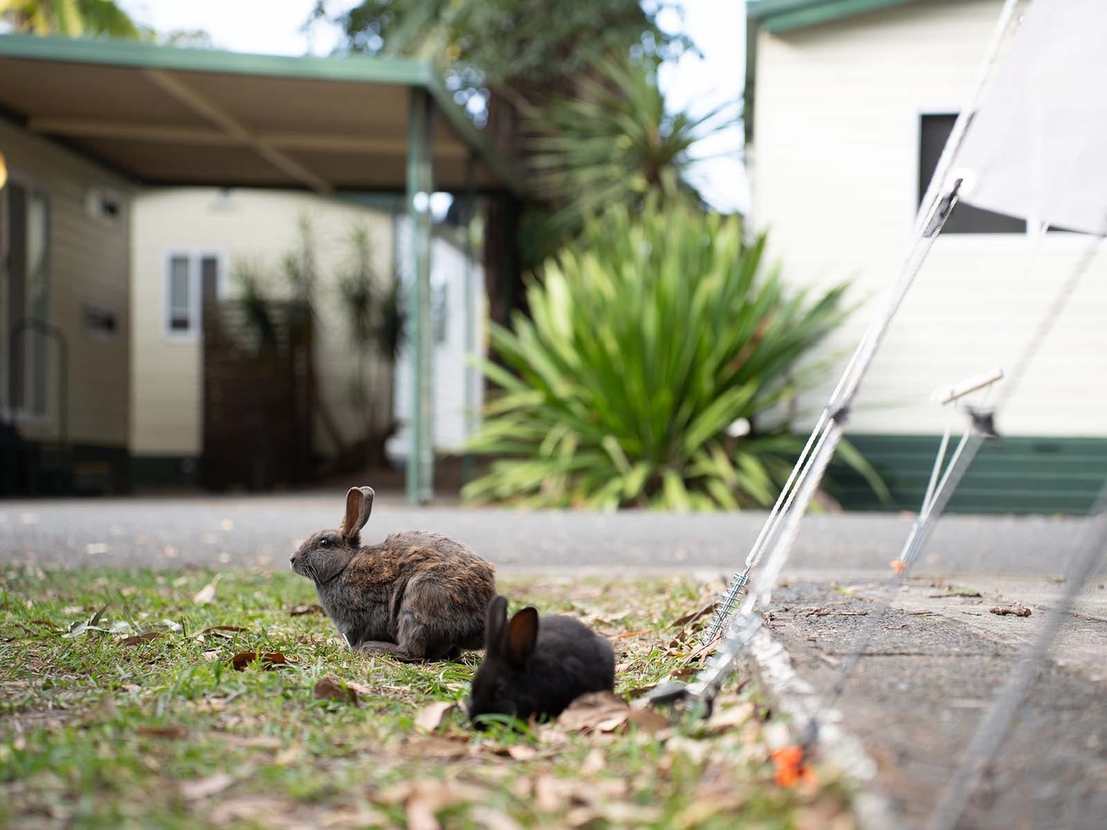 Reflections Coffs Harbour bunnies