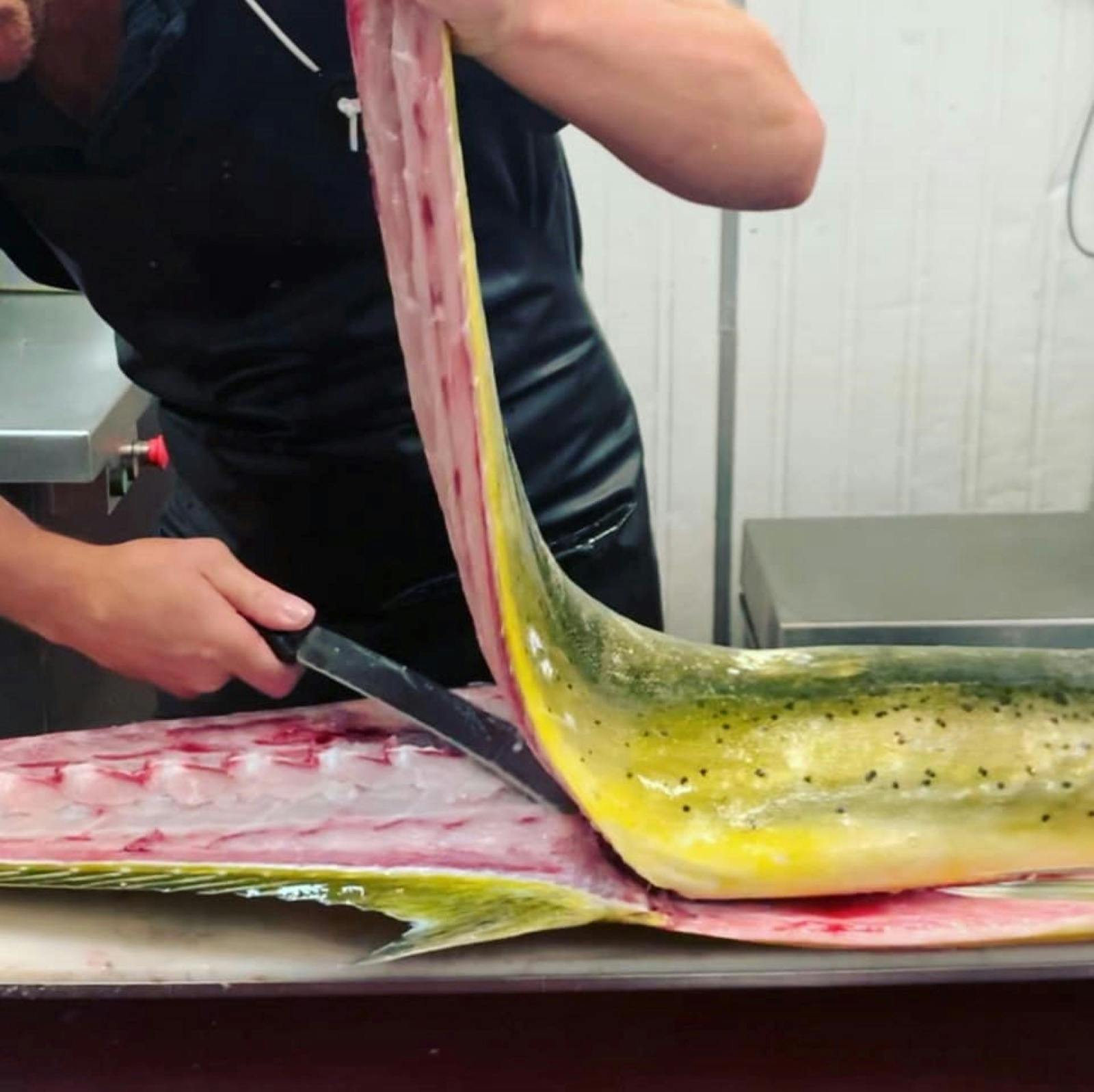 Filleting Mahi Mahi