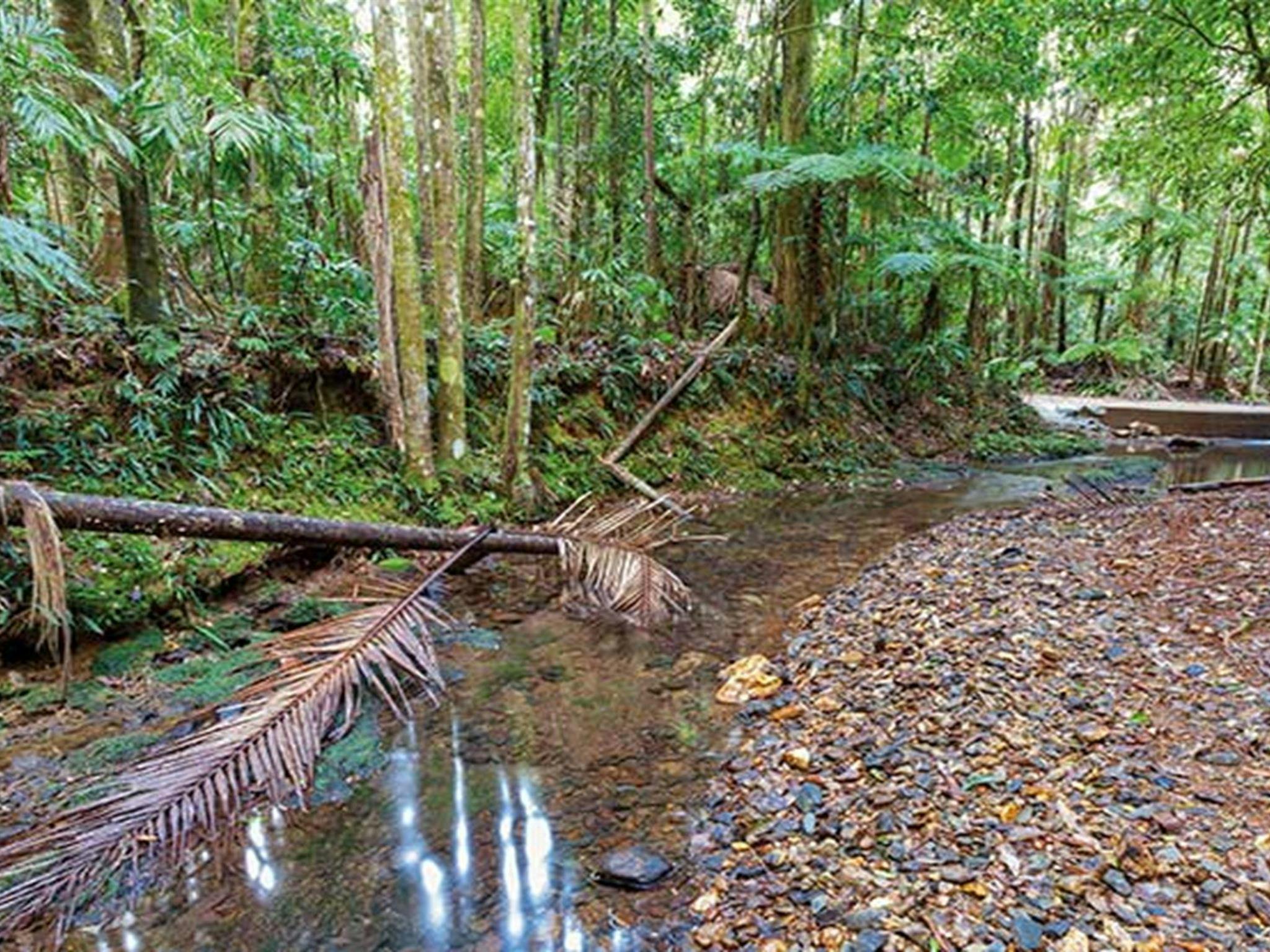 Palm-lined rainforest, Ulidarra National Park. Photo: Robert Cleary &copy; DPIE
