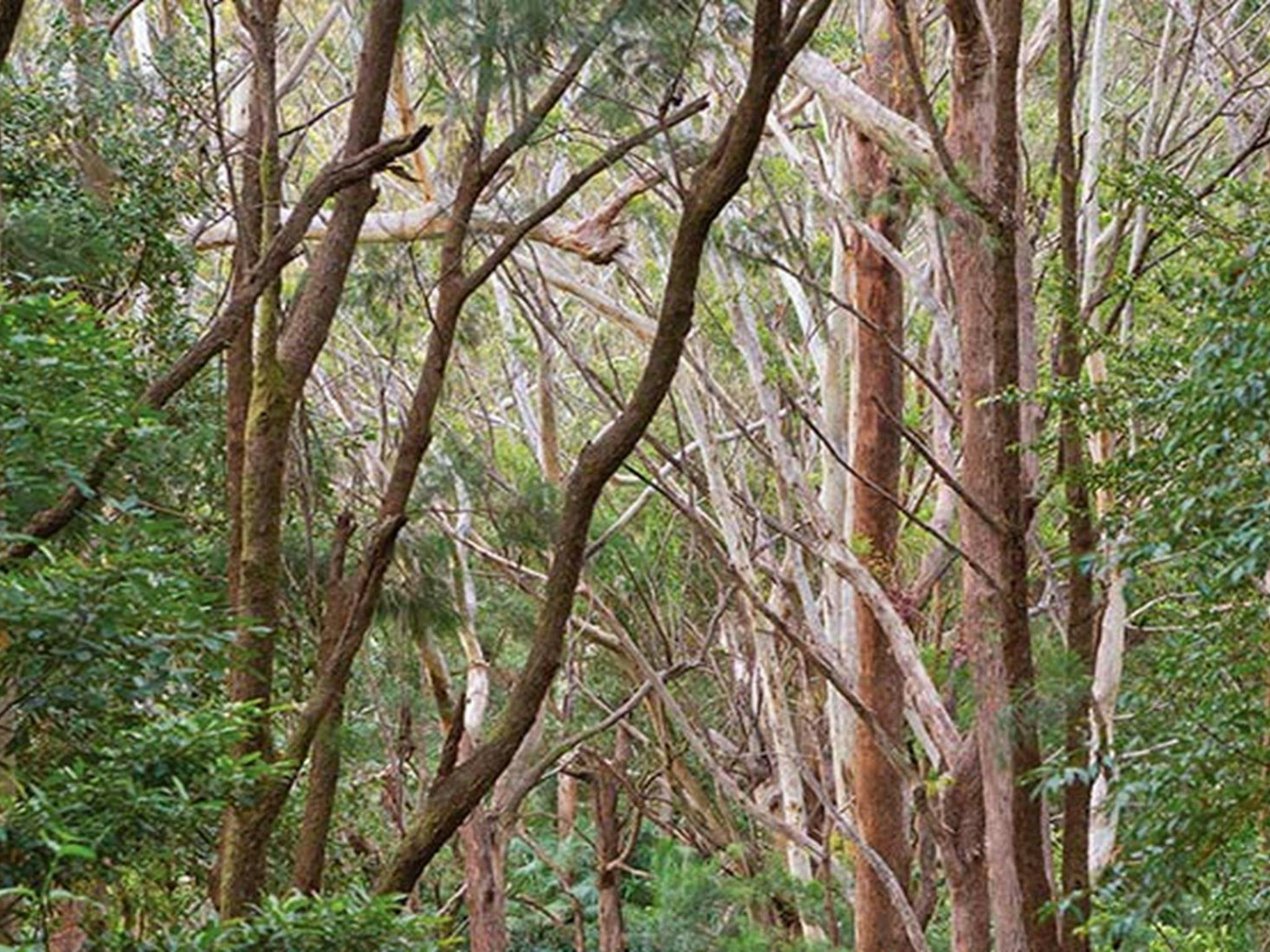 Bushland, Ulidarra National Park. Photo: Robert Cleary &copy; DPIE