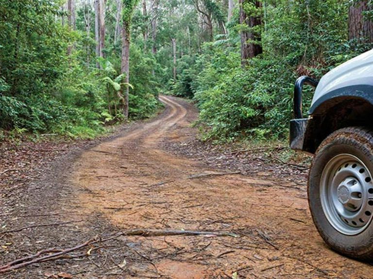 Car touring trail, Ulidarra National Park. Photo: Robert Cleary &copy; DPIE