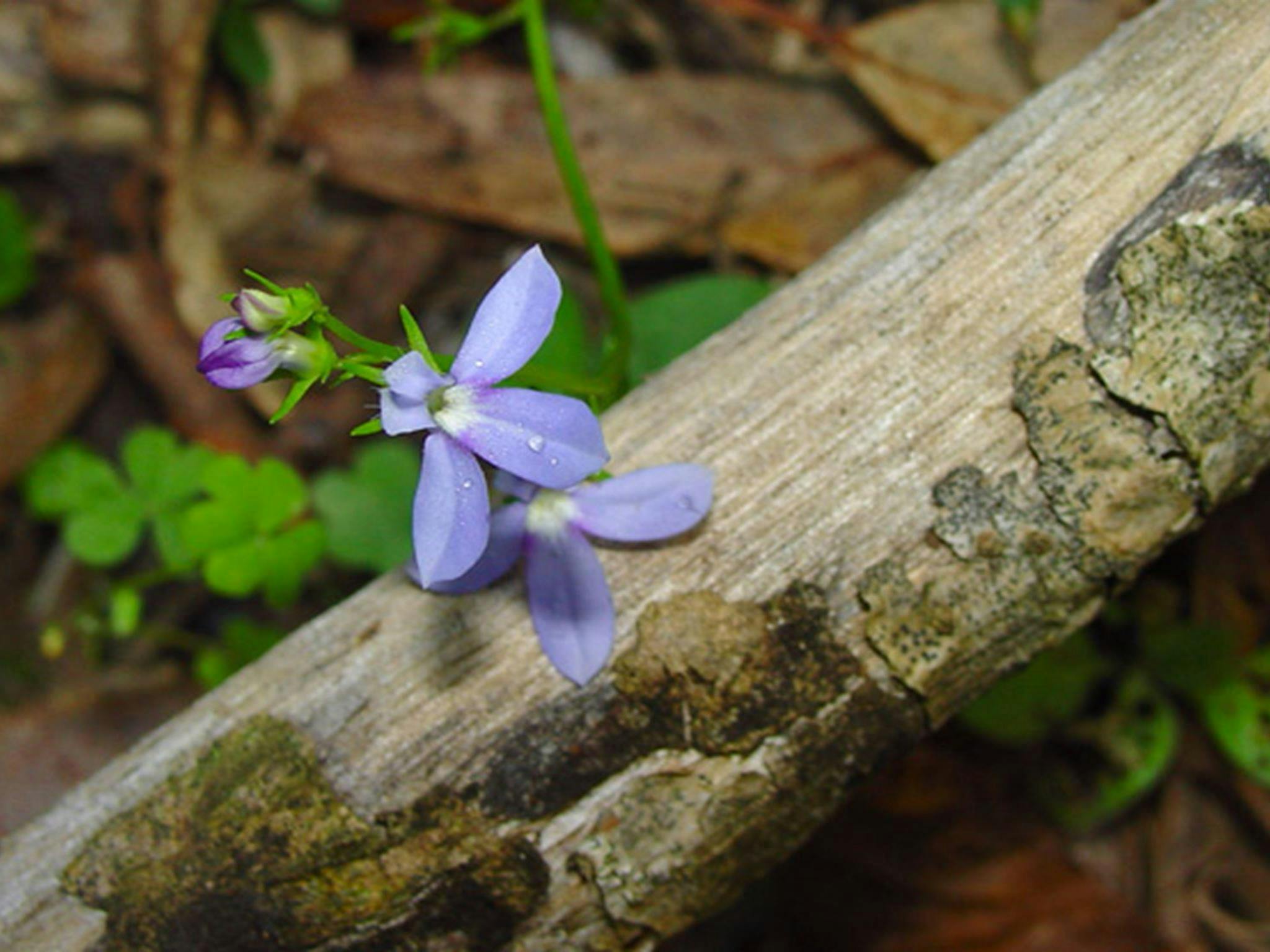 Wildflowers, Sherwood Nature Reserve. Photo: Lynn Rees/OEH