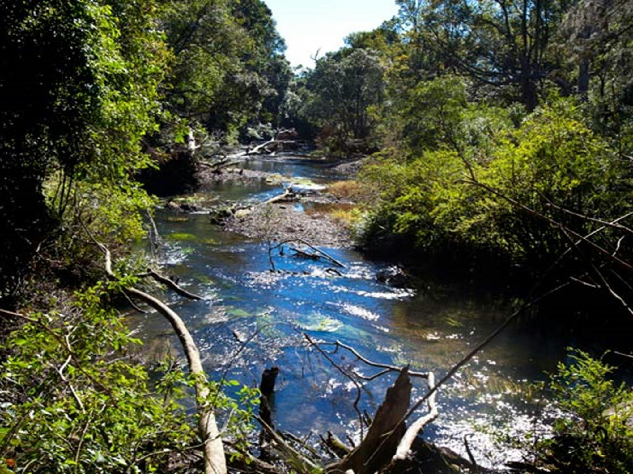 Coramba Nature Reserve. Photo: Robert Cleary &copy; DPIE