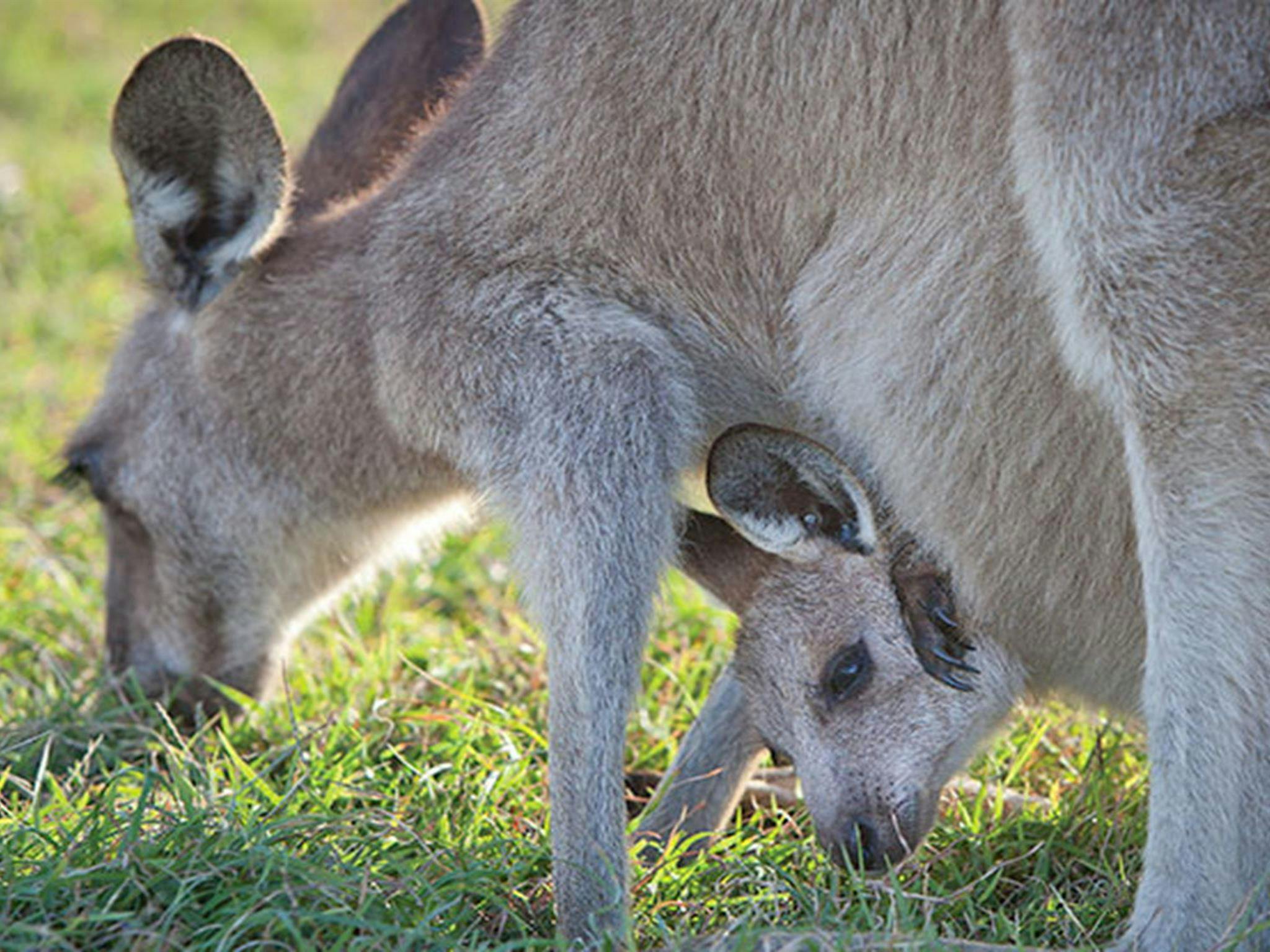 Moonee Beach Nature Reserve. Photo: NSW Government